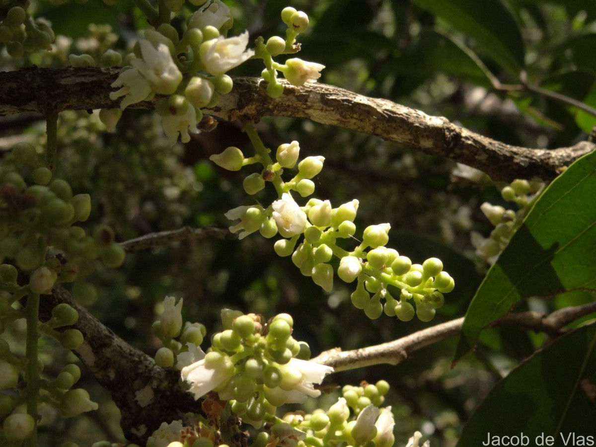 Lepisanthes tetraphylla var. tetraphylla (Vahl) Radlk.